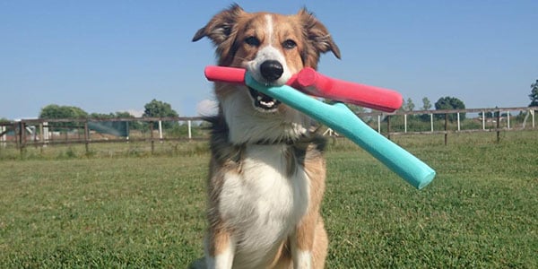 Fetch stick outlet dog toy